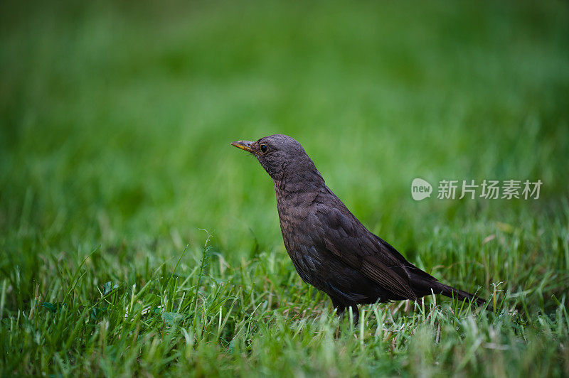 雄性黑鹂(Turdus merula)